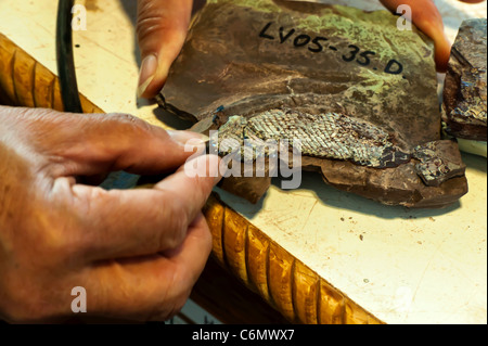 A volunteer slowly pieces together cleaned and prepared fossil rocks that form a Palaeoniscoid fossil Stock Photo