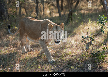 Lioness walking towards the camera Stock Photo