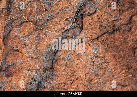 Lichen on rocks Stock Photo