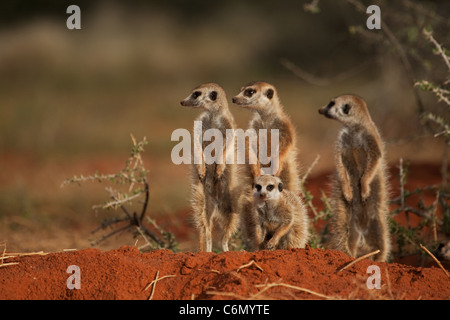 Meerkat family on the lookout Stock Photo