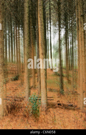 Abstract of a pine tree stems Stock Photo