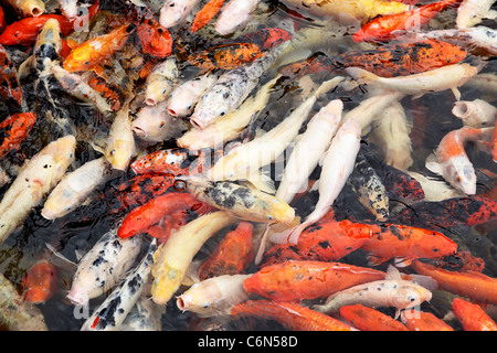 Plenty of colorful japanese carps fish in the pond Stock Photo