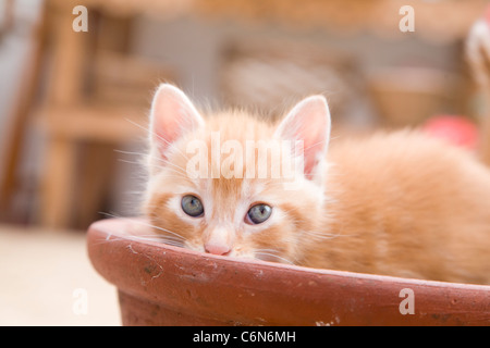Ginger kitten hiding in a flowerpot Stock Photo