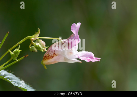 Himalayan Balsam, Impatiens glandulifera flower and seed pod, UK Stock Photo