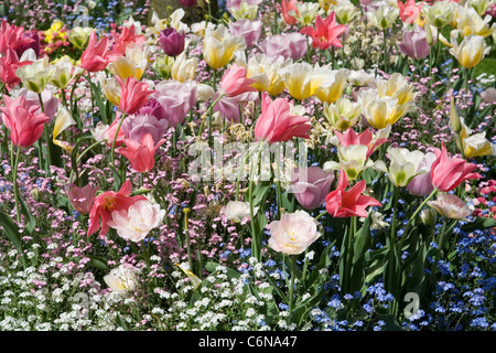 Multicolored flowerbed with tulips and forget-me-not Stock Photo
