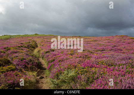 Rich purple bell heather in flower on Rosewall Hill in the Cornish uplands in late August with dark overcast sky Stock Photo