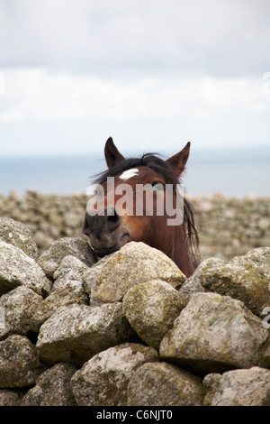Lundy pony looking over dry stone walling on Lundy Island, Devon, England UK in August Stock Photo