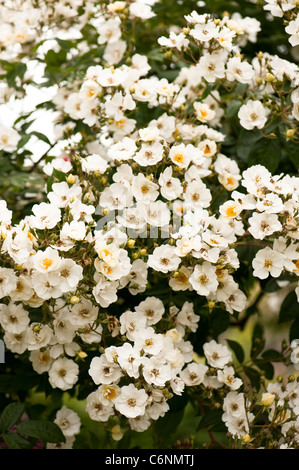 White rambling rose in bloom in The Shrub Rose Garden at RHS Rosemoor, Devon, England, United Kingdom Stock Photo