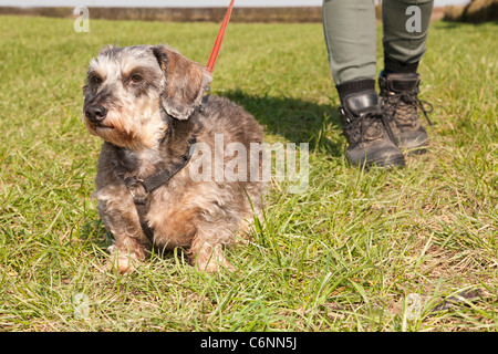 A Miniature Wirehaired Dachshund dog on a lead with the boots of a female walking in the countryside