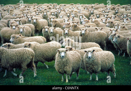 A flock of woolly sheep stop to stare at visitors on the South Island in New Zealand.That country's iconic farm animal outnumbers its people 5.6 to 1. Stock Photo