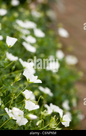 Geranium sanguineum ‘Album’, Bloody Cranesbill, in flower Stock Photo