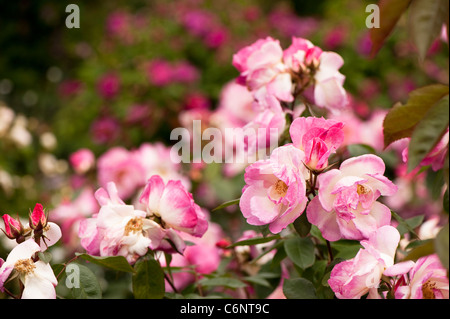 Pink and white rose in flower in The Shrub Rose Garden, RHS Rosemoor, Devon, England, United, Kingdom Stock Photo