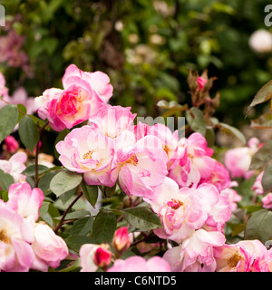 Pink and white rose in flower in The Shrub Rose Garden, RHS Rosemoor, Devon, England, United, Kingdom Stock Photo