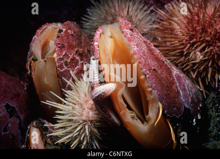 Horse Mussels (Modiolus modiolus) encrusted with Coralline Algae filter ...