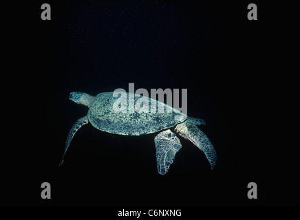 Green Turtle (Chelonia mydas) swimming in the open ocean at night. Sipadan Island, Borneo, South China Sea Stock Photo