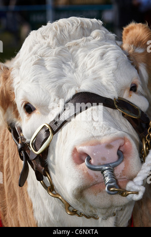 A cow is led round a show ring at the Bucks County Show 2011 Stock Photo