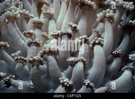 Xenia Coral (xenia umbellata) polyps open and feeding on plankton. Red Sea, Egypt Stock Photo