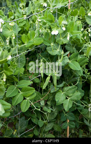 Flowers and pea pods on Pisum sativum 'Early Onward', Garden Peas Stock Photo