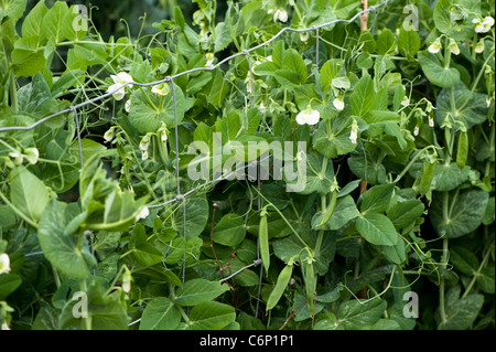 Flowers and pea pods on Pisum sativum 'Early Onward', Garden Peas Stock Photo