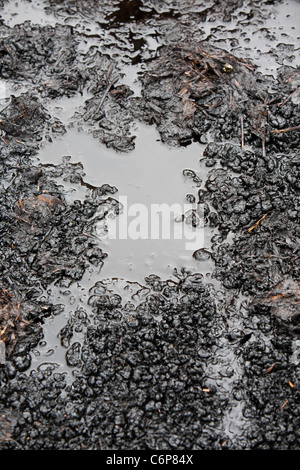 Liqued leaching from a manure pile. Stock Photo