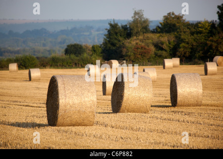 Round Hay Bails in Field Stock Photo