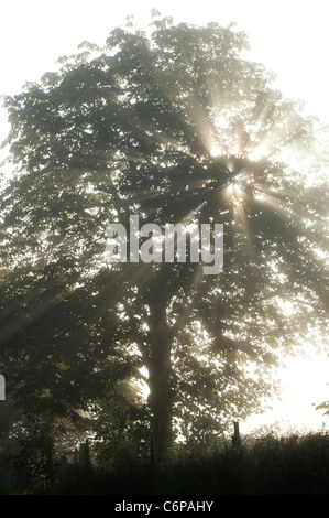 Sun rays through Horse chestnut tree in early morning misty English countryside Stock Photo