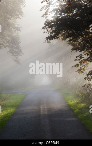 Sun rays through Horse chestnut trees on a country road in early morning misty English countryside Stock Photo