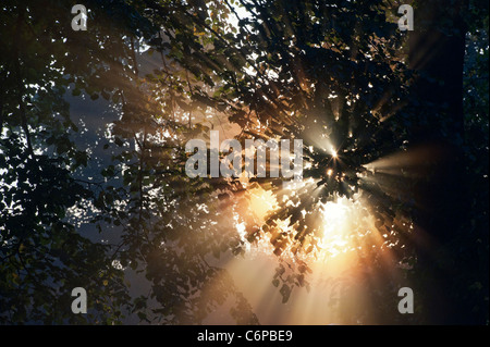 Sun rays through Horse chestnut tree in early morning misty English countryside Stock Photo