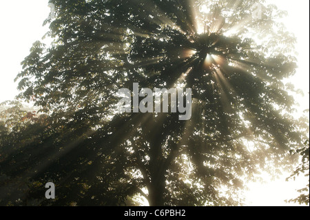 Sun rays through Horse chestnut tree in early morning misty English countryside Stock Photo