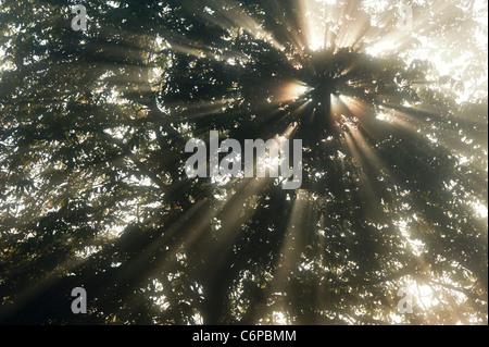 Sun rays through Horse chestnut tree in early morning misty English countryside Stock Photo