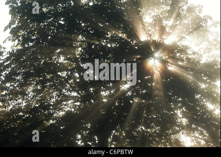 Sun rays through Horse chestnut tree in early morning misty English countryside Stock Photo