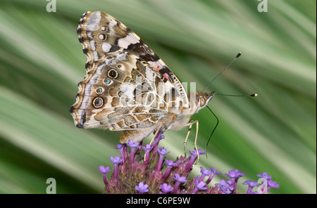 A Butterfly On Brazilian Verbena Flowers, The American Painted Lady, Vanessa virginiensis Stock Photo