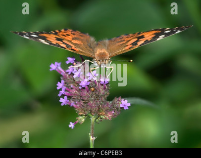 A Butterfly On Purple Brazilian Verbena Flowers, The American Painted Lady, Vanessa virginiensis Stock Photo
