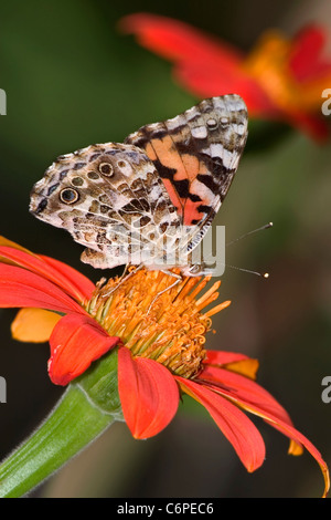 A Butterfly On A Red Flower, The American Painted Lady, Vanessa virginiensis Stock Photo