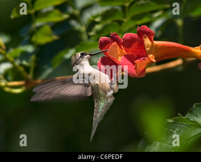 A Tiny Bird, The Ruby Throated Hummingbird Female Nectaring On A Trumpet Lily, Archilochus colubris Stock Photo