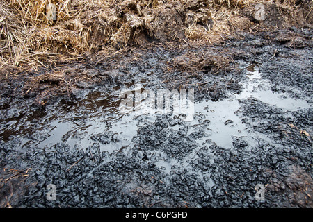 Liqued leaching from a manure pile. Stock Photo