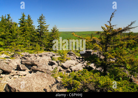 South Prong Trail, Flat Rock and Roaring Plains, Dolly Sods, Dry Creek, West Virginia, USA Stock Photo