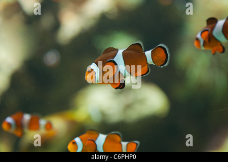 Clown fish swimming in a salt water aquarium with other fish and coral life Stock Photo
