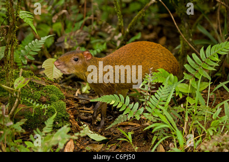 agouti agoutis rodent rodents 