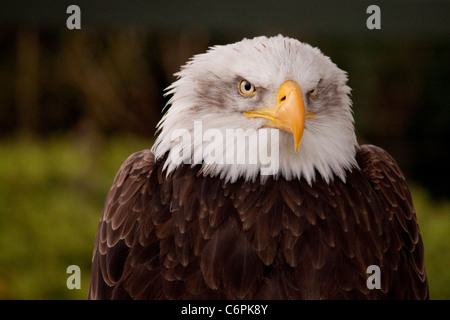 Grumpy Bald Eagle Stock Photo