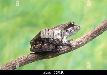 African Grey tree frog, Chiromantis xerampelina, NB tolerates drought