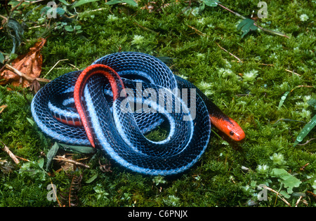 Blue Malayan Coral Snake, Maticora bivirgata, NB warning colours, Bukit Larut, West Malaysia Stock Photo