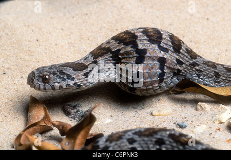 Common egg eating snake, Dasypeltis scabra, swallowing egg, South Africa Stock Photo