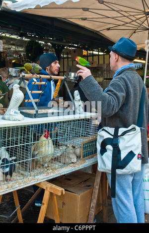 At the Sunday bird market in Paris a local man takes his young parakeet for a walk on his finger as he chats to a stall holder. Stock Photo