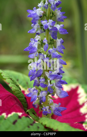 Coleus plant in flower Stock Photo