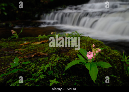 Wild orchid in front of a waterfall, Phu Hin Rong Kla national park, Thailand Stock Photo