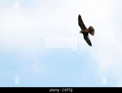 Peregrine Falcon (Falco peregrinus) in flight above South Devon countryside Stock Photo