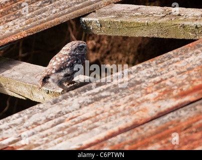 Little Owl (Athene noctua) landing at entrance to nest site in old barn Stock Photo