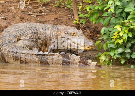 Wild spectacled caiman in Madidi mosaic (pampas del rio Yacuma), South America- also called common or white caiman Stock Photo