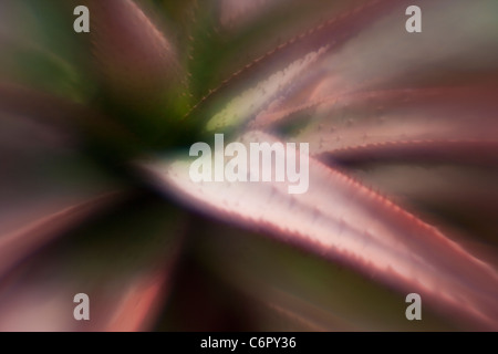 agave, Lensbaby Soft Focus Optic Stock Photo